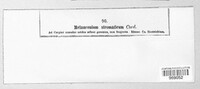 Melanconium stromaticum image